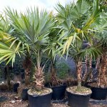 50 gallons eucothrinax morrisii at TreeWorld Wholsale