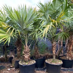 50 gallons Leucothrinax Morrisii - Key Thatch Palm Tree for sale