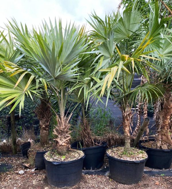 50 gallons Leucothrinax Morrisii - Key Thatch Palm Tree for sale