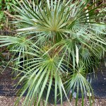 50 gallons Leucothrinax Morrisii (Keys Thatch Palm)