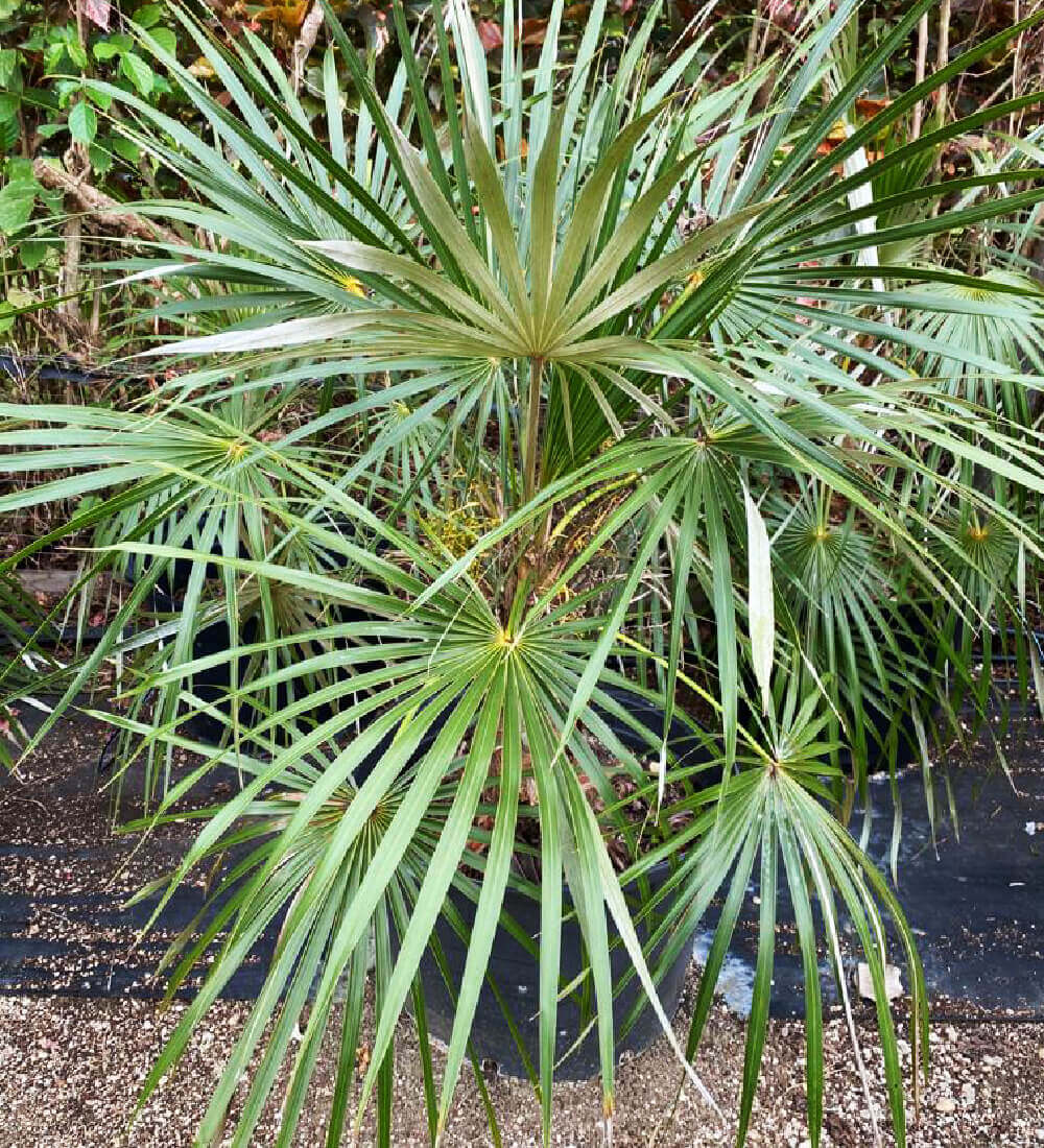 Leucothrinax Morrisii Keys Thatch Palm