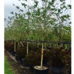 50 gal tuscorora crape myrtle bush at TreeWorld Wholesale