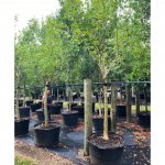 50 galllons erythrina crista-galli at TreeWorld Wholesale