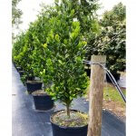 50 gallons garcinia spicatta at TreeWorld Wholesale