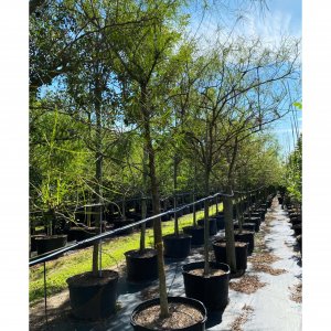 Allergy Friendly Trees 50 gallons Parkinsonia Aculeata (Jerusalem Thorn) tree row also known as Jesuralem Thorn at TreeWorld Wholesale