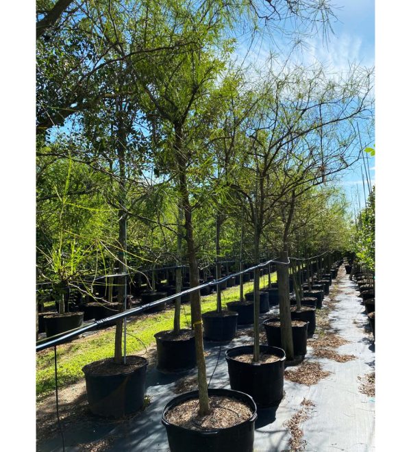 Allergy Friendly Trees 50 gallons Parkinsonia Aculeata (Jerusalem Thorn) tree row also known as Jesuralem Thorn at TreeWorld Wholesale