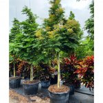 50 gallons lorito tree at TreeWorld Wholesale