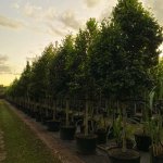 50 gallons Pigeon Plum tree row at TreeWorld Wholesale