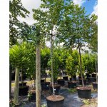 50 gallons eucalyptus deglupta at TreeWorld Wholesale