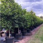 50 gallons tree row Sea Plum at TreeWorld Wholesale