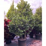 50 gallons Sea Plum at TreeWorld Wholesale 3