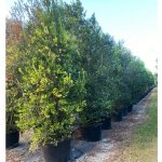 vegetation sound barrier 50 gallons spanish stopper bush at TreeWorld Wholesale