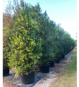 vegetation sound barrier 50 gallons spanish stopper bush at TreeWorld Wholesale