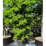 Ardisia Escallonioides 50 gallons marlberry at TreeWorld Wholesale