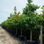 50 gallons crape myrtle tree row at TreeWorld Wholesale