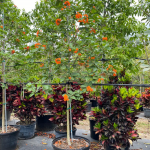 Cordia Sebestena (Orange Geiger)