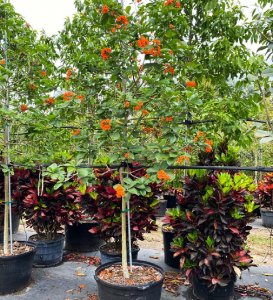 In an urban landscape setting, island trees refer to an area of ground landscape with trees and other plants; mostly arouisland trees 50 gallons orange geiger at TreeWorld Wholesale