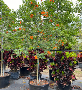 drought tolerant trees Cordia Sebestena (Orange Geiger)