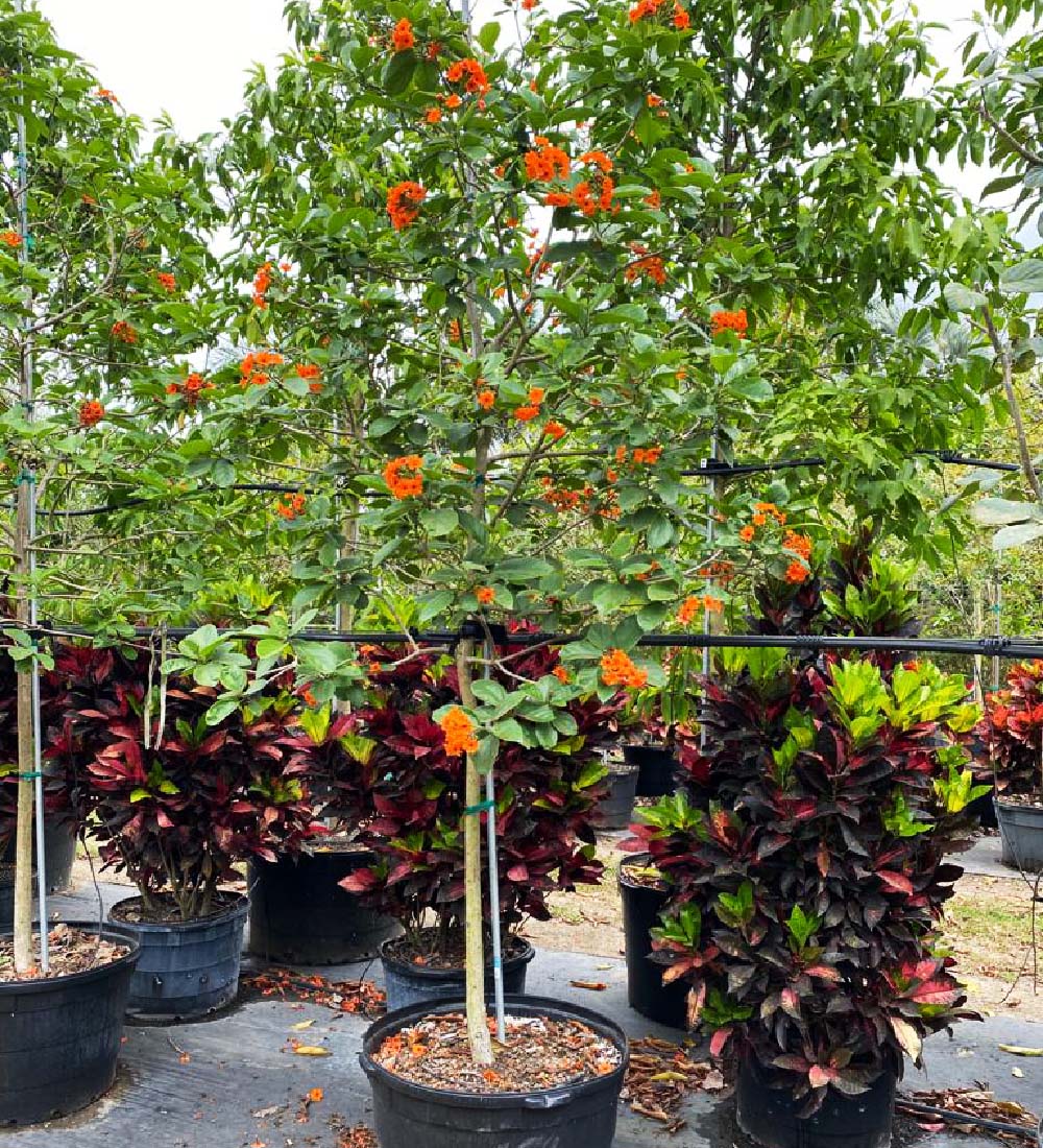 50 gallons orange geiger at TreeWorld Wholesale