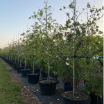 50 gallons cordia boissieri known as White Geiger at Treeworld Wholesale