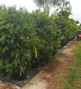 noise blocking plants 50 gal redstopper_bush
