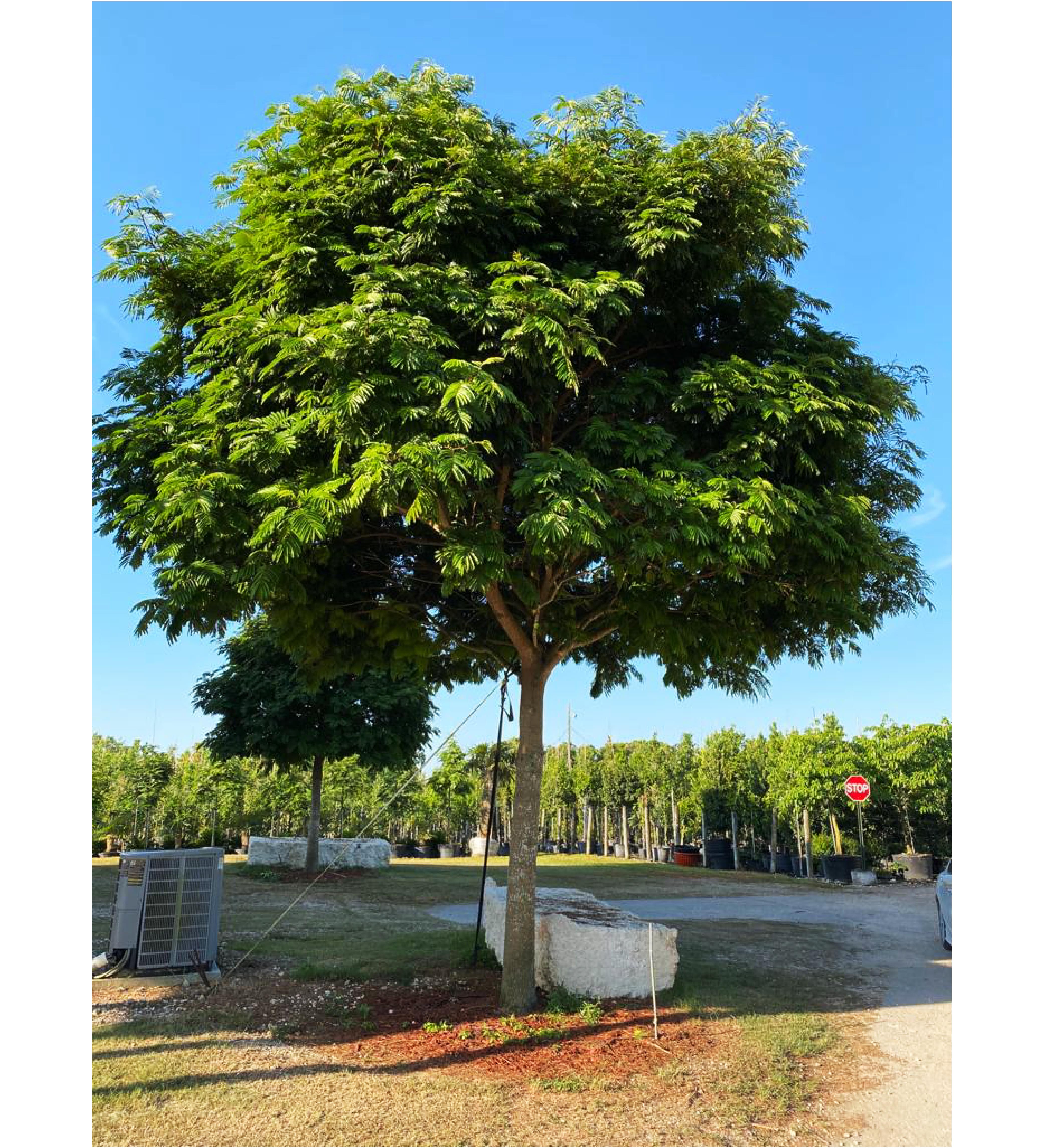 5 year old lorito tree