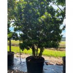 65 gallons japanese blueberry multitrunk at TreeWorld Wholesale