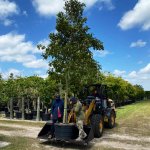 plant a tree in South Florida65 gallons mastic Mastichodendron Foetidissimum (Mastic)