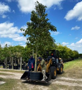 plant a tree in South Florida65 gallons mastic Mastichodendron Foetidissimum (Mastic)