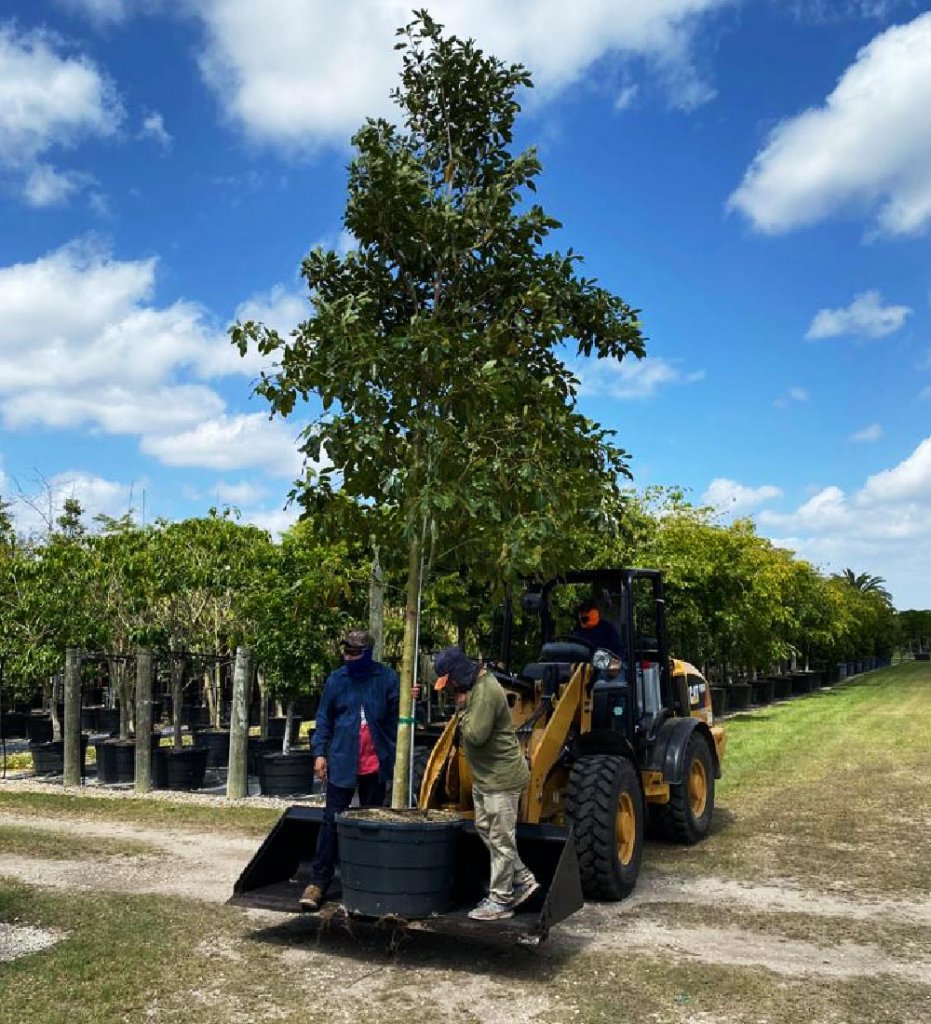 Plant A Tree In South Florida | Treeworld Wholesale