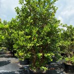 65 gallons Cattley Guava at TreeWorld Wholesale