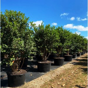 65 gallons Cattley Guava tree row at TreeWorld Wholesale