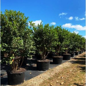 65 gallons Psidium Littorale (Cattley Guava)tree row at TreeWorld Wholesale