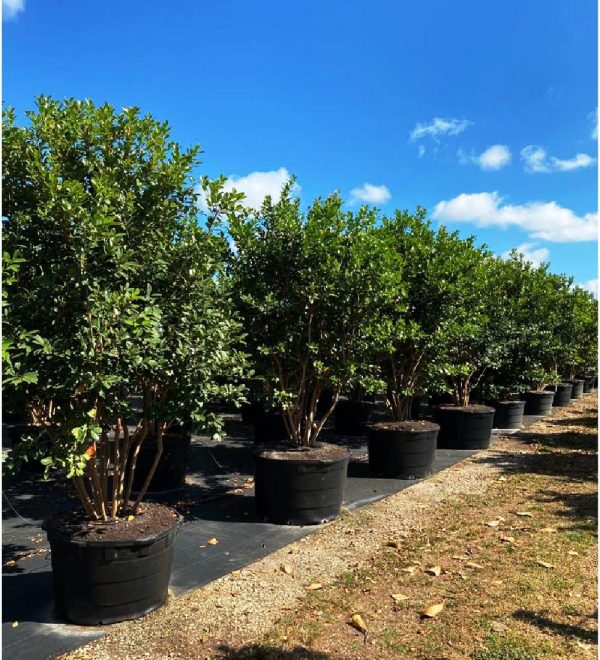 65 gallons Cattley Guava tree row at TreeWorld Wholesale