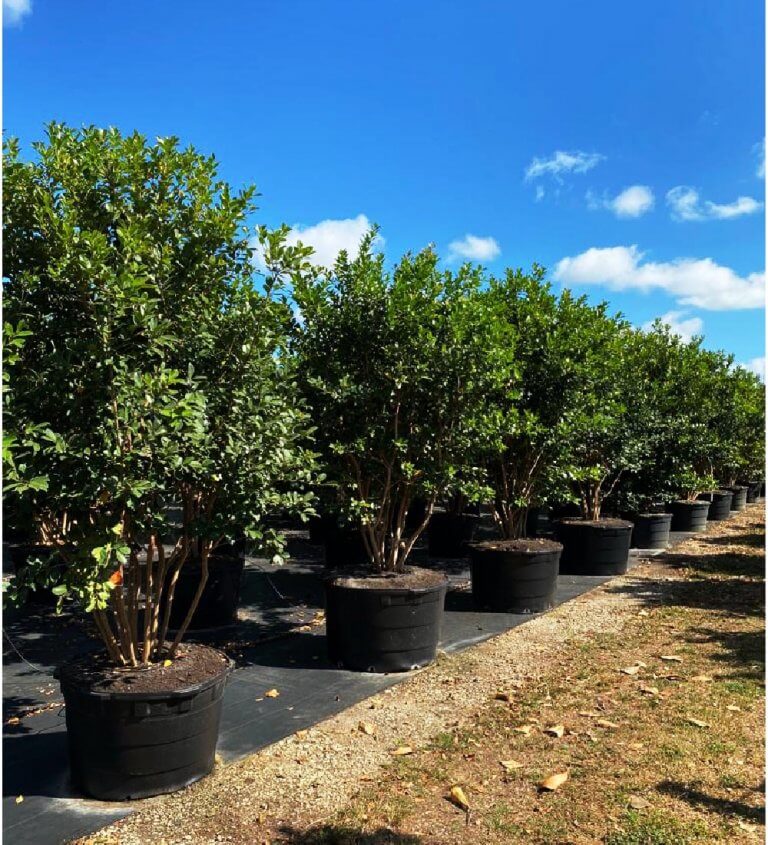 Strawberry Guava Tree. Psidium Littorale Plant For Sale Treeworld