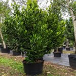 65 gallons garcinia spicatta at TreeWorld Wholesale