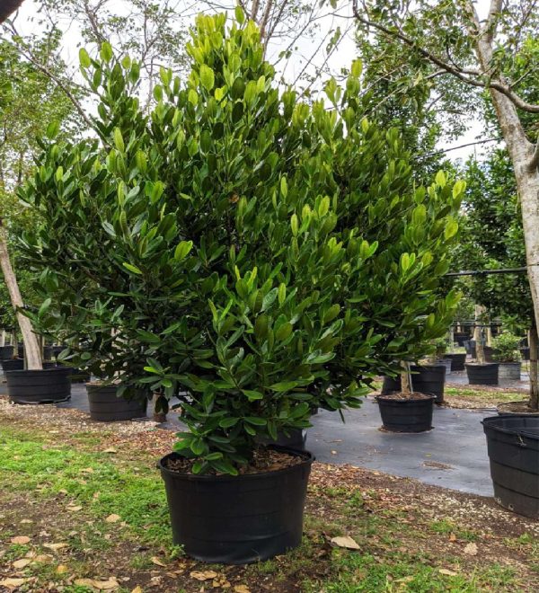 65 gallons garcinia spicatta at TreeWorld Wholesale