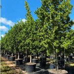 65 gallon green buttonwood at TreeWorld Wholesale