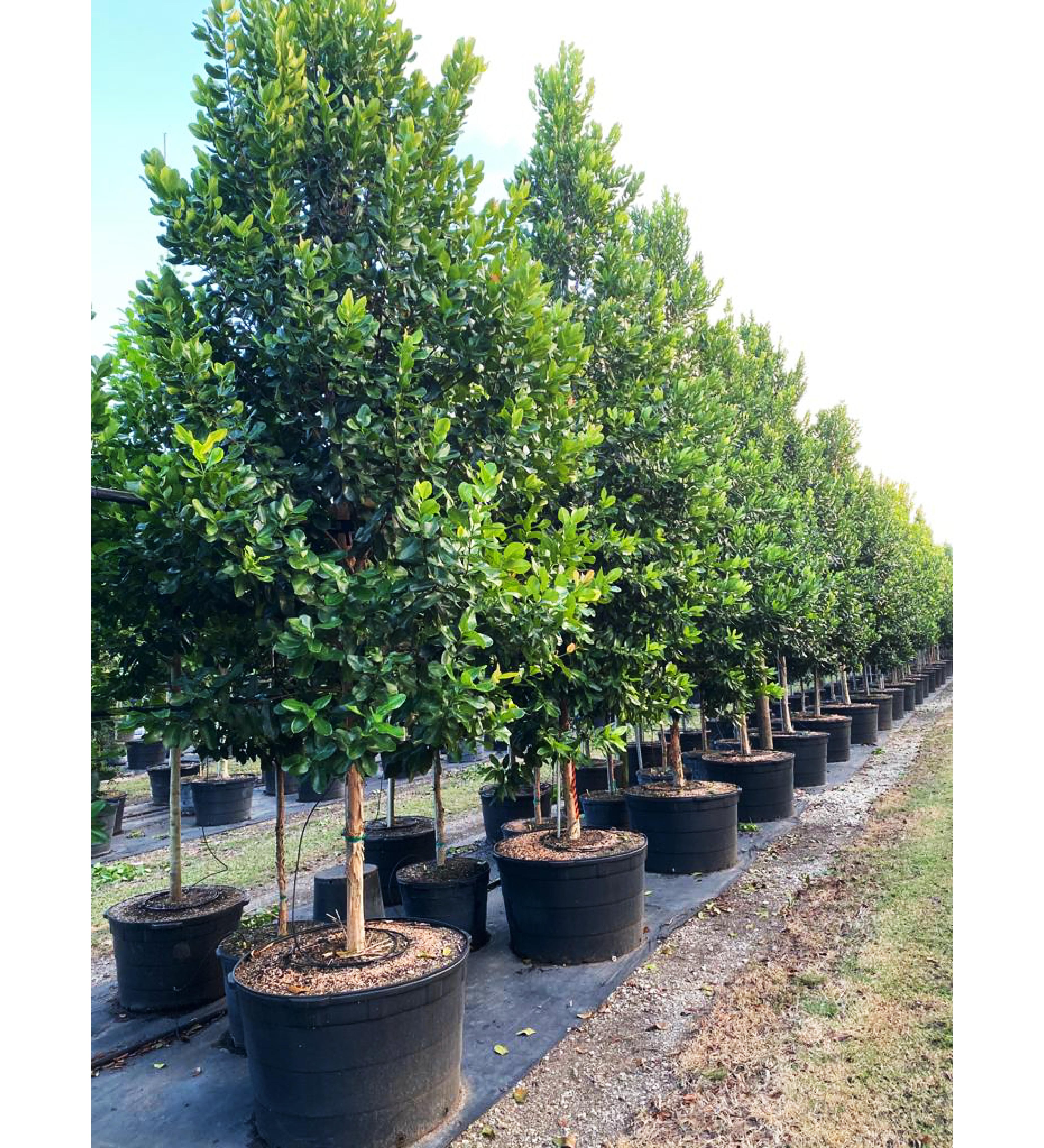 65 gallon tree row at TreeWorld Wholesale
