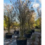 Components Of Trees 65 gallons crape myrtle tree row at TreeWorld Wholesale