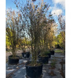 Components Of Trees 65 gallons crape myrtle tree row at TreeWorld Wholesale
