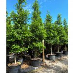 65 gallons eastpallatkaholly at TreeWorld Wholesale