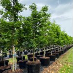 50 gallons pithecilobium arborea lorito tree at TreeWorld Wholesale