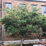 Ligustrum Japonicum (Recurvifolium)