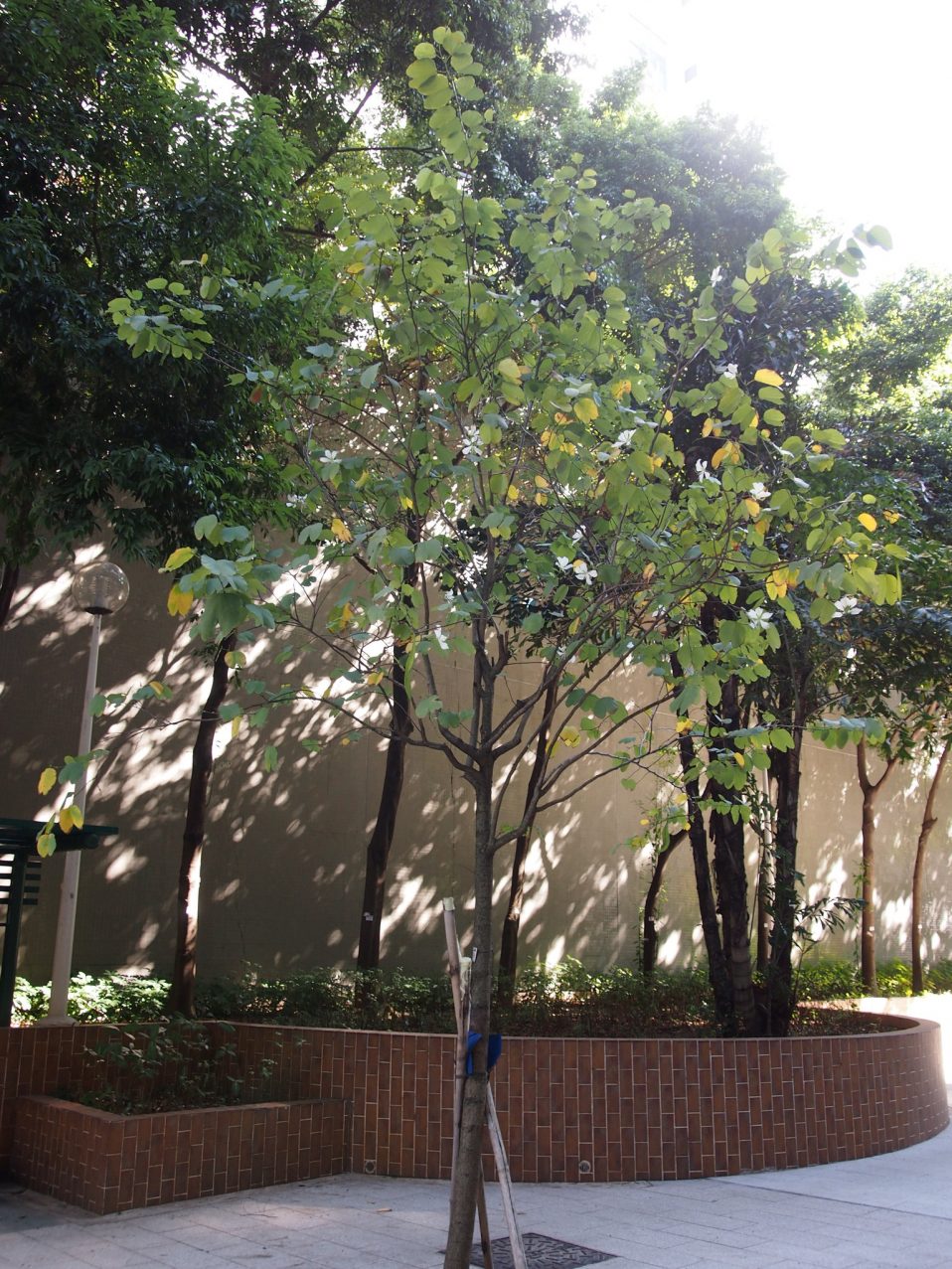 Bauhinia Candida