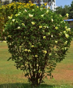 weed control Bauhinia tomentosa