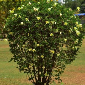 weed control Bauhinia tomentosa