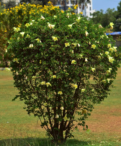 Bauhinia Tomentosa