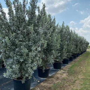 Conocarpus erectus (Silver Buttonwood)