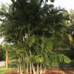 Dypsis cabadae (Cabada Palm)